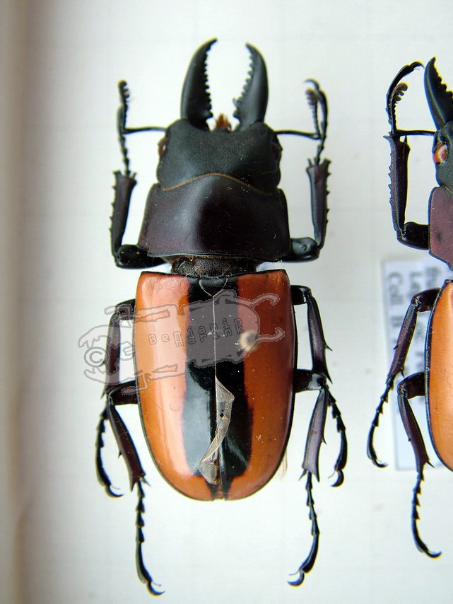 Genus Prosopocoilus the online insect museum